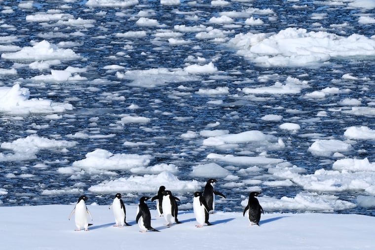 Adelie penguins stand on a block of floating ice on Nov. 24, 2025, at Yalour Islands in Antarctica. Temperatures in their breeding ground rose 5.4 degrees in 10 years.