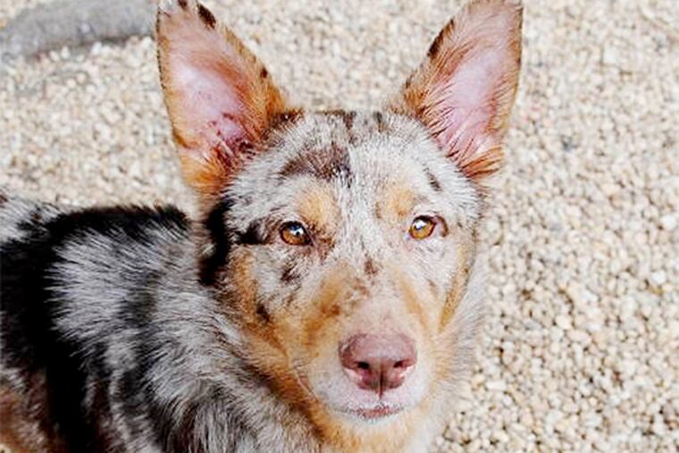 The Daily News Pet of the Week is Reds, a 1-to-2-year-old Australian cattle dog/German shepherd mix at the Philadelphia Animal Welfare Society.