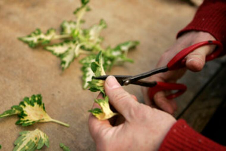 Ray Rogers cuts a coleus stem to be used to sprout new plants at Atlock. There are about 1,000 kinds of coleus.