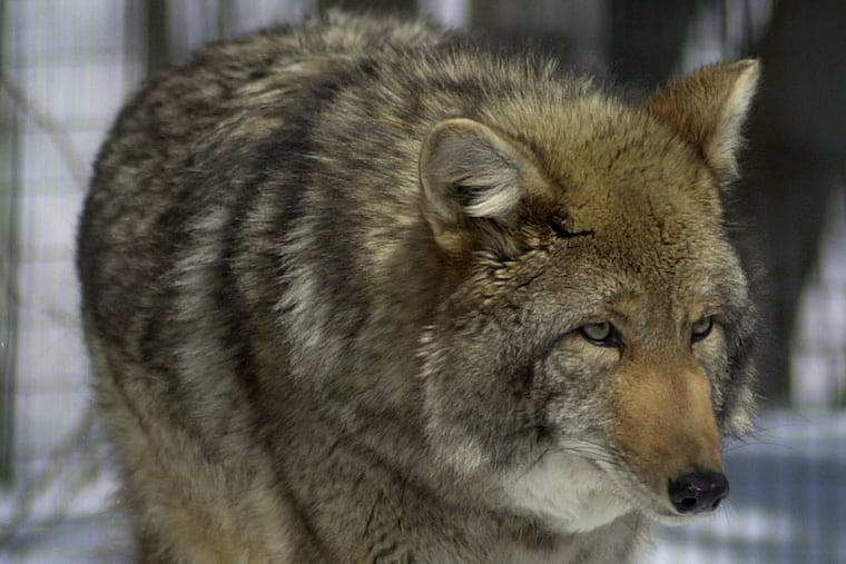 A male eastern coyote.