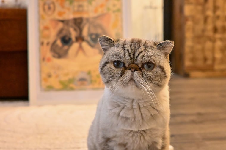 Gary, an exotic shorthair, sits for a portrait Sunday, Nov. 9, 2025. In the background is a portrait his owner, Jessica Yang, had commissioned for her and her estranged friend, Nicole DeNardo.
