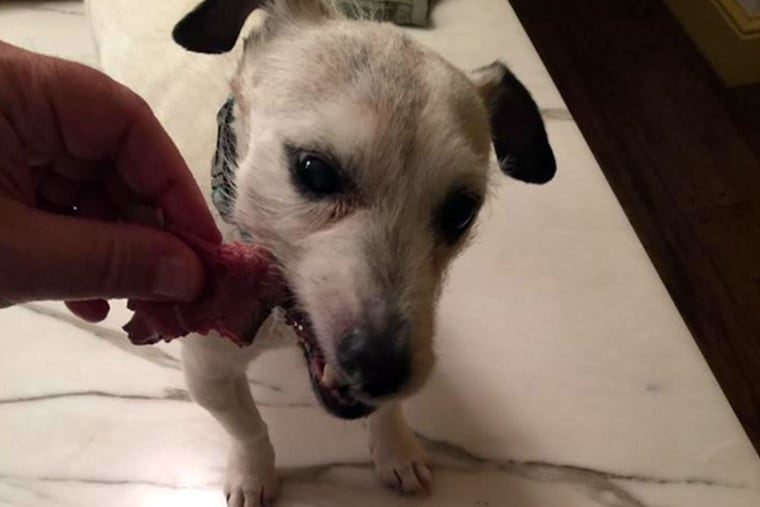 Forget about Alpo: Here’s Councilman Allan Domb’s beloved Zoe, enjoying steak.