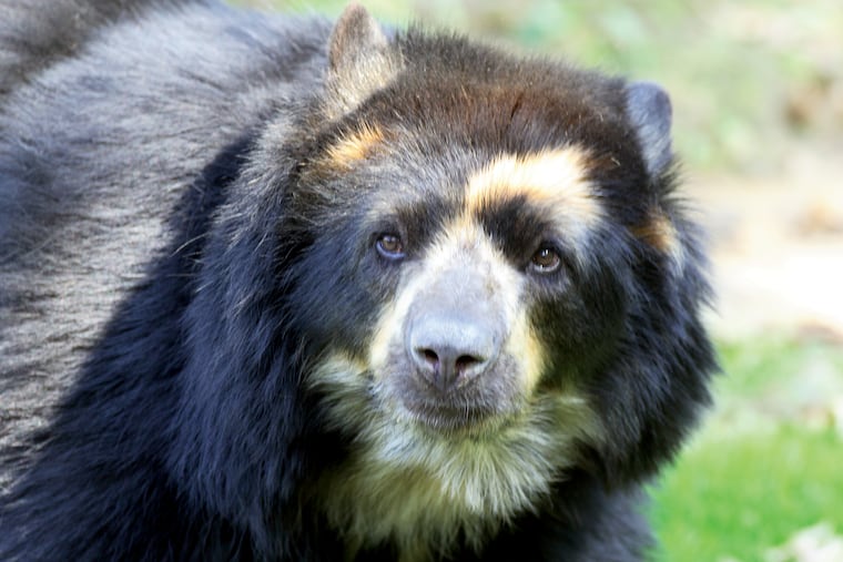 Rosie, one of two Andean bears headed to the Philadelphia Zoo this spring.