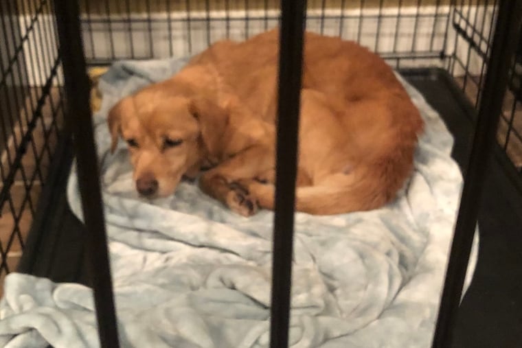 Jack and Emily Jokinen found this stray, malnourished dog in their Fishtown house over the weekend. They decided to keep her.