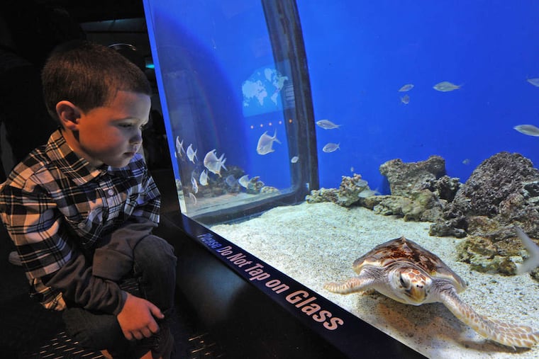 Lukas Wilson, 4, of Bensalem, gets a peek at Ozzy. The three-month Adventure Aquarium exhibit opens Monday.