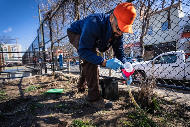 Adrian Jordan, vector control crew chief, works to keep the rat population under control by pouring rodenticide into burrows at Capitolo Playground on a March morning.