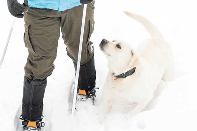 Getting your furry pal to exercise in the white stuff is a real shoe-in.