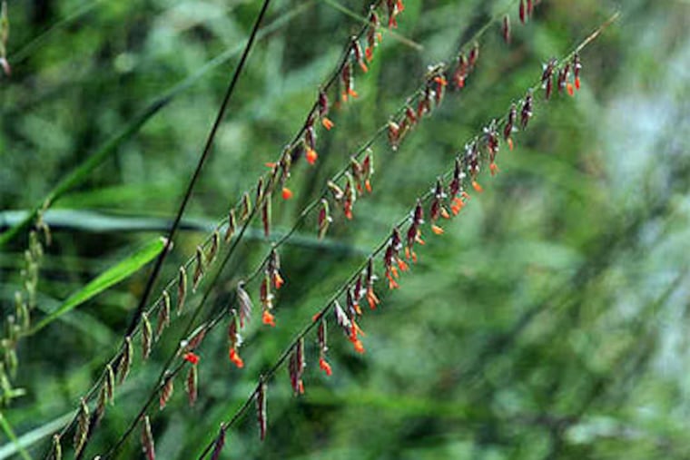 Native plants and grasses, including this mosquito grass, were used in the renovation of the Philadelphia Zoo's gardens.