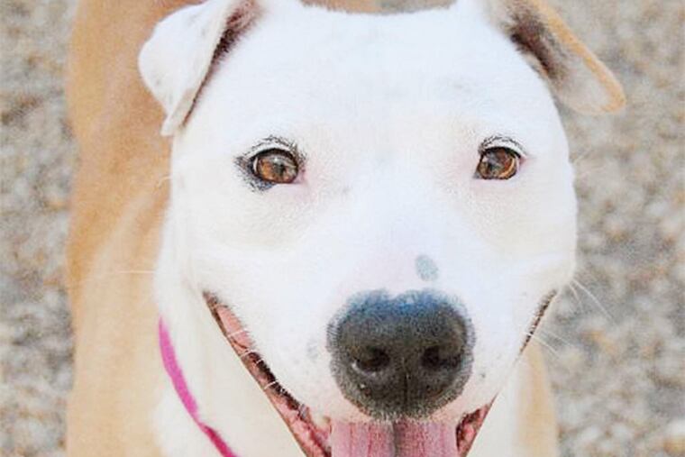 The Daily News Pet of the Week is Diamond, a 2-to-4-year-old pitbull mix at the Philadelphia Animal Welfare Society.