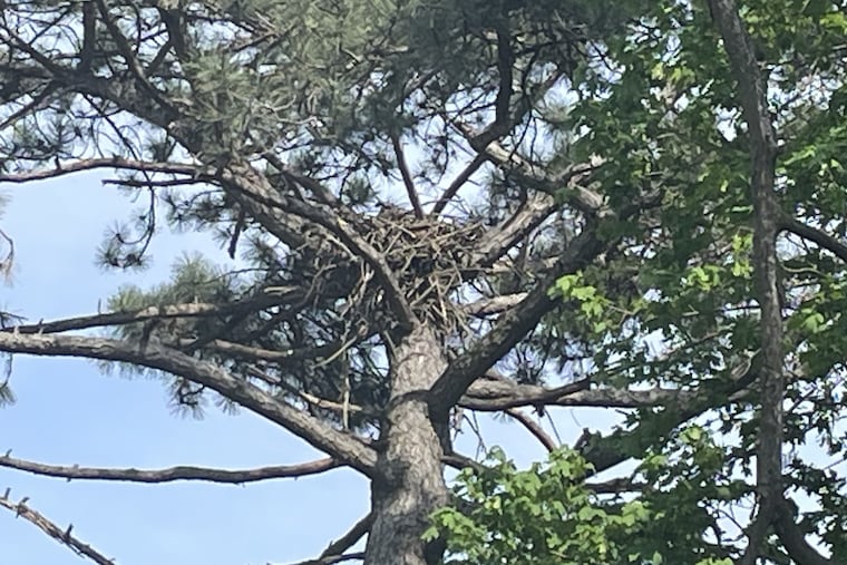 The National Audubon Society considers FDR Park an Important Bird Area. The park draws in a wide array of migratory birds and hosts a diverse population of breeding birds, like the eagles that built this 2025 nest in the meadows area of the park.