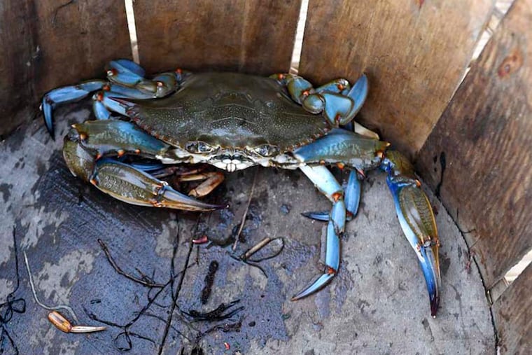 The blue crab is causing problems in Spain.