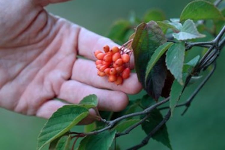 Just a couple of the 150 viburnum species - the tea, left, and Eskimo. Adaptable to sun or partial shade, they grow 3 to 60 feet tall and bloom practically year-round.
