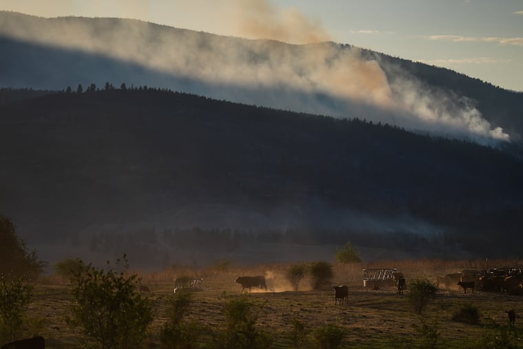 Cattle walk and graze at a ranch as the Bradley Creek wildfire burns in the distance, in Vernon, British Columbia, on Monday.