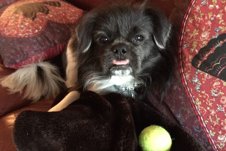 Stu’s dog, Chamorro, underwent a DNA test.