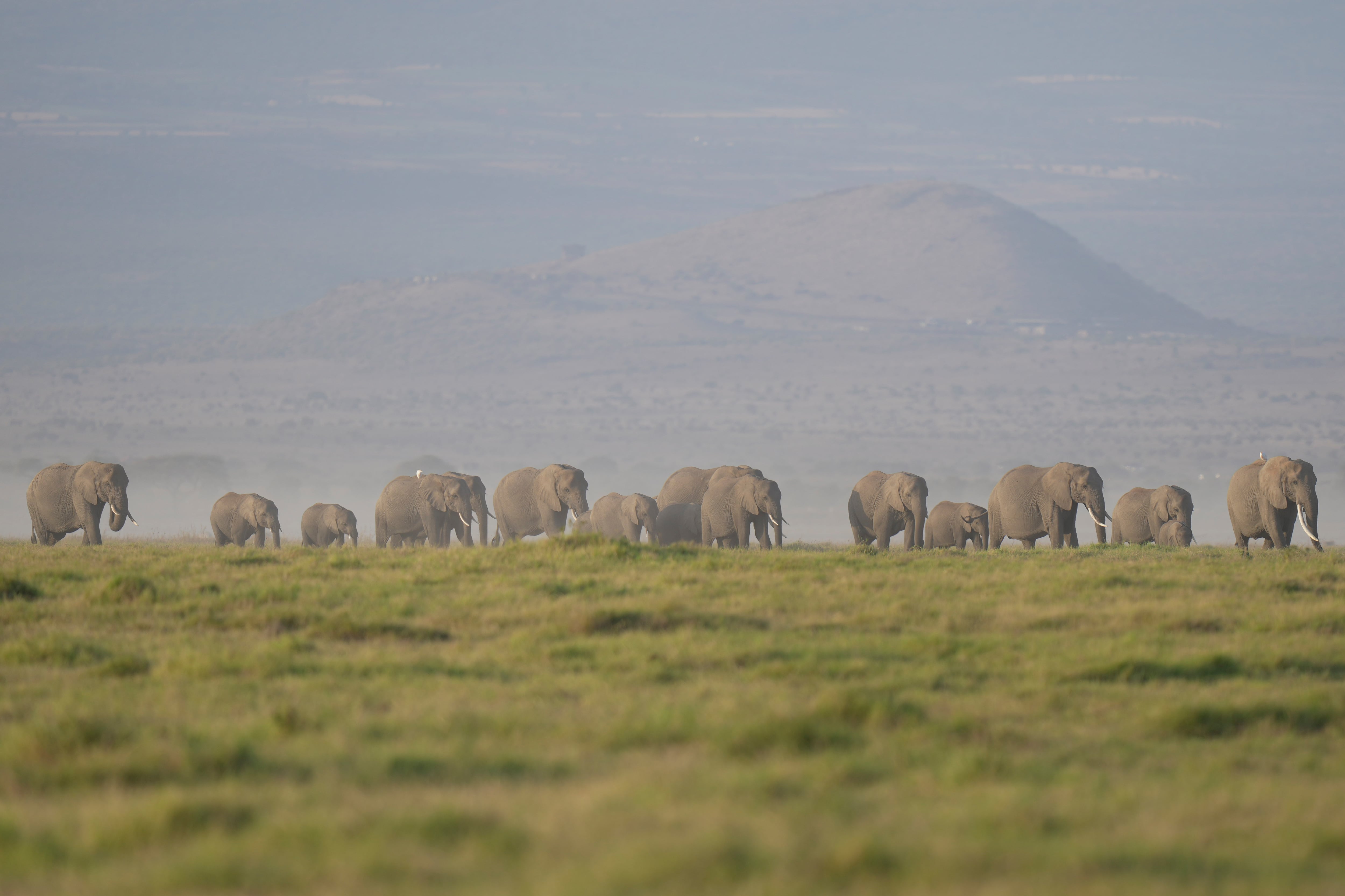 The deaths of 15 elephants in Kenya's Amboseli National Park spark investigation