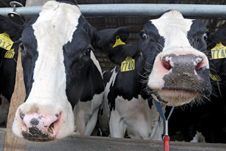Two of the 850 cows at Walmoore Holsteins Inc., in Cochranville, Pa., on Aug. 21, 2014. ( CLEM MURRAY / Staff Photographer )