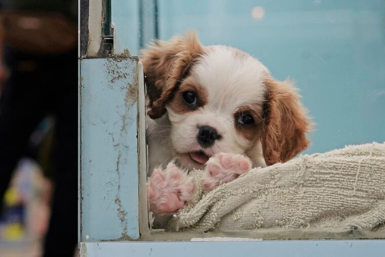 A dog is in a pet shop.