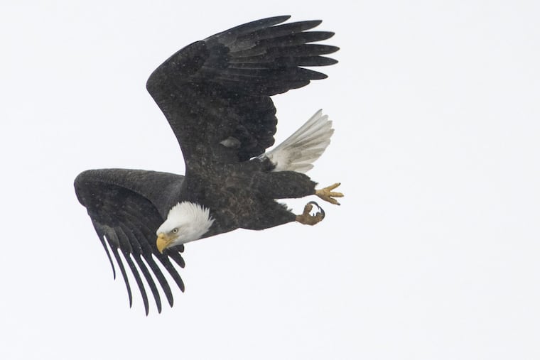A bald eagle takes flight at the Forest Preserve District of Will County, Ill.'s Rock Run Rookery Preserve last month. Yes, the Birds are playing Sunday, but how much do you know about the other types of birds?