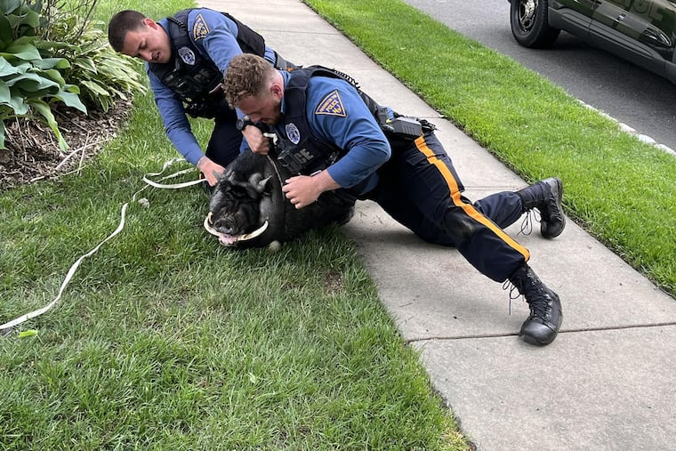 Two officers with the Washington Township Police Department tackled Pumba, the 200-pound escaped potbellied pig.