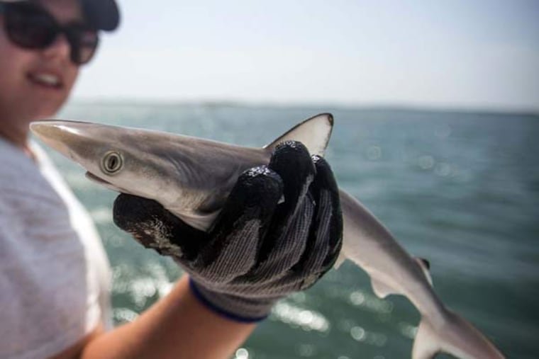 A young male Atlantic Sharpnose Shark near Cape Lookout in the Outer Banks of North Carolina. This is the same species that was found with cocaine in its system in Brazil.