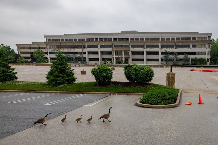 In May, geese walked through a parking lot at Renaissance Boulevard, the King of Prussia office park where Brian O'Neill has proposed the construction of data centers.