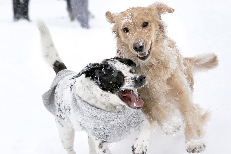 "Boo" a 3-year-old beagle pointer mix owned by Melanie Monturano (L) and "Riley" a 1.5-year-old golden retriever owned by Ashley Cardozo had never met before today, but owners said it was love at first sight as they played in the snow behind The Hunt Club on Egg Harbor Rd. in Washington Twp. on Mar. 5, 2015. (Elizabeth Robertson / Staff Photographer)
