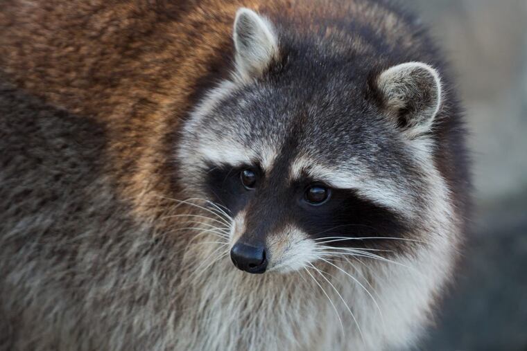 A baby was attacked by a raccoon in her North Philadelphia on Wednesday. The homeowner told an animal control officer that the raccoon could have gotten in from outside, an AC&CT spokeswoman said Friday.
