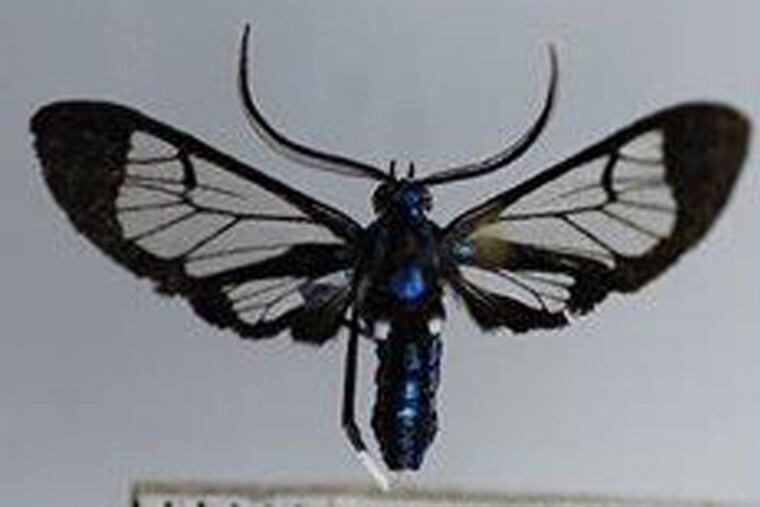 The tiger moth was found during a routine inspection of Colombian fruit.