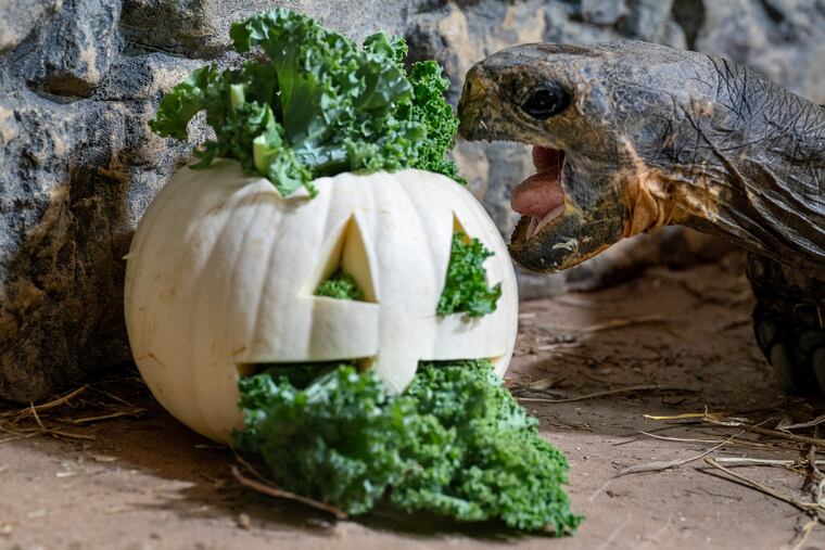 For the Philadelphia Zoo’s animals, pumpkin-feeding season is special