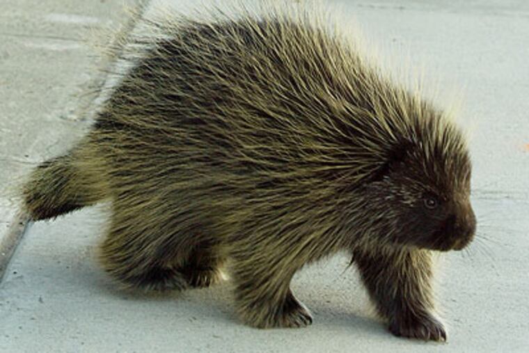 "We are not declaring war on the porcupine," a state commission member said. At least not part of the year. (AP Photo / Eric Engman)