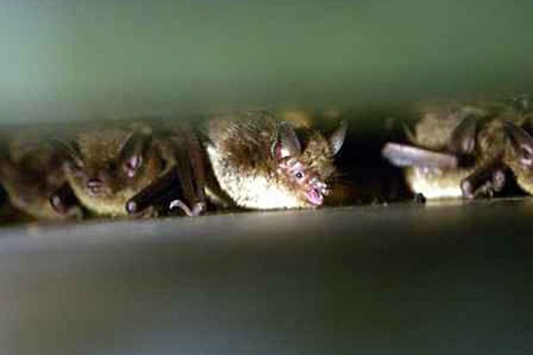 White-nose syndrome is decimating many species of Pa.'s bats. (lLaurence Kesterson/File)