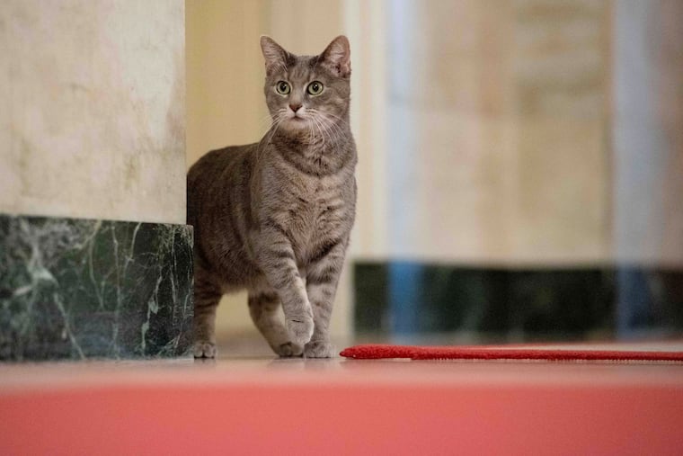 Willow, the Biden family's new pet cat, wanders around the White House on Wednesday, Jan. 27, 2022 in Washington. President Joe Biden and first lady Jill Biden have added Willow, a 2-year-old, green-eyed, gray and white feline from Pennsylvania, to their pet family.