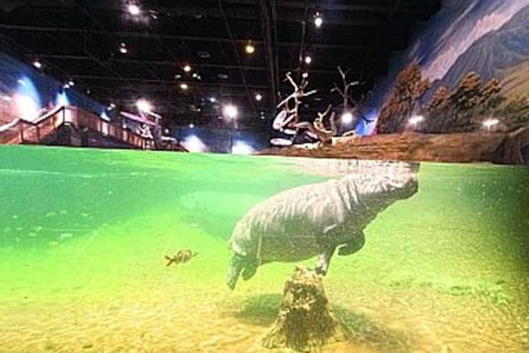 Button the hippo floats in the newly unveiled $1 million "Hippo Haven" exhibit at Adventure Aquarium in Camden. He is one of two housed in the exhibit. ( RON TARVER / Staff Photographer ) May 29 2014