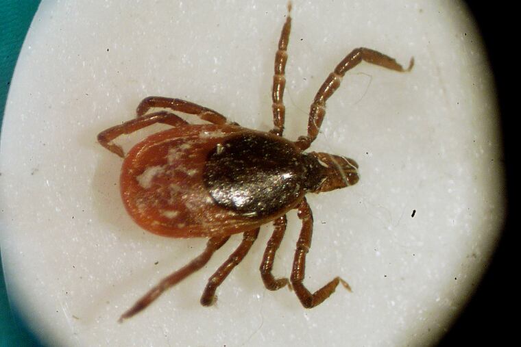 A deer tick under a microscope.