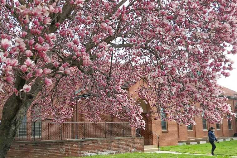 A pedestrian walks underneath a fully blossomed magnolia tree by Saint John's Lutheran Church in Mayfair section on March 26, 2022. Three days later, a hard freeze chilled the region. Expect a rerun this week.