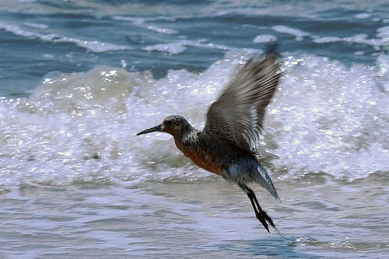 The Red Knot will be listed by the U.S. Fish and Wildlife Service as a threatened species under the Endangered Species Act. (BOB WILLIAMS / File)