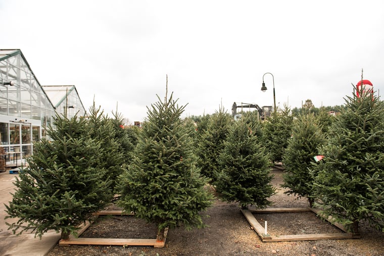 Whether a Douglas, Canaan, or Fraser fir, lush evergreens await at farms and Christmas tree stands all across the region. Head out and select your favorite to become a holiday household centerpiece through to the New Year.