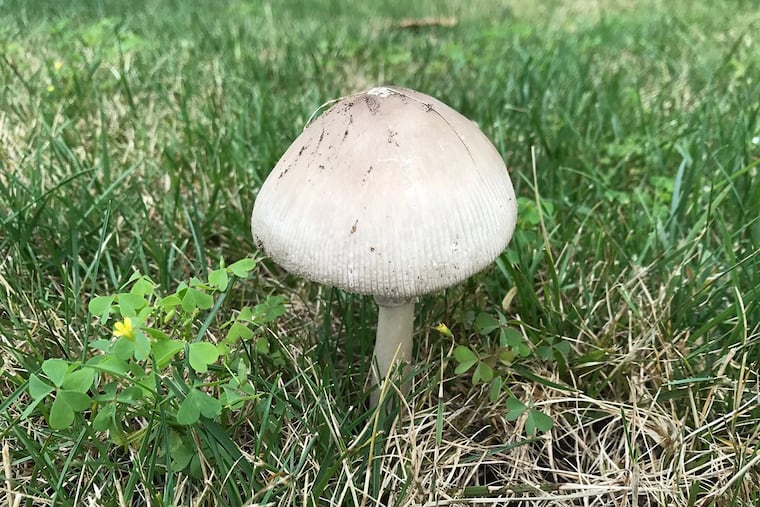 A mushroom growing on a Cherry Hill lawn after recent heavy rains.
