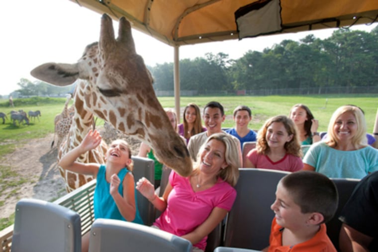Scene of a run-through for a new safari ride attraction at Six Flags Great Adventure. (Photo courtesy of Six Flags Great Adventure).