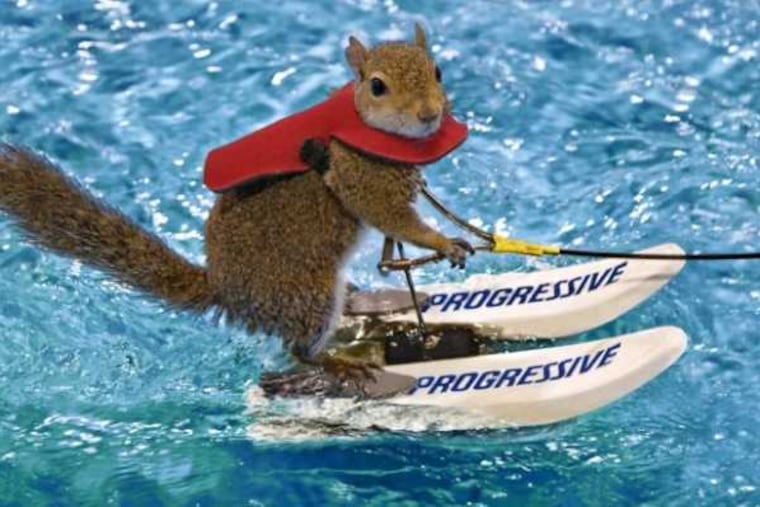 Twiggy the water-skiing squirrel will be at the Philly Boat Show March 10-12