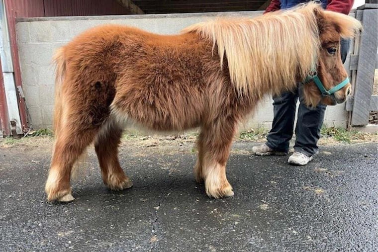 Macy is a 30-year-old retired Falabella miniature horse, but she still remembers how to smile. She'll be up for auction at the Land of Little Horses sale.