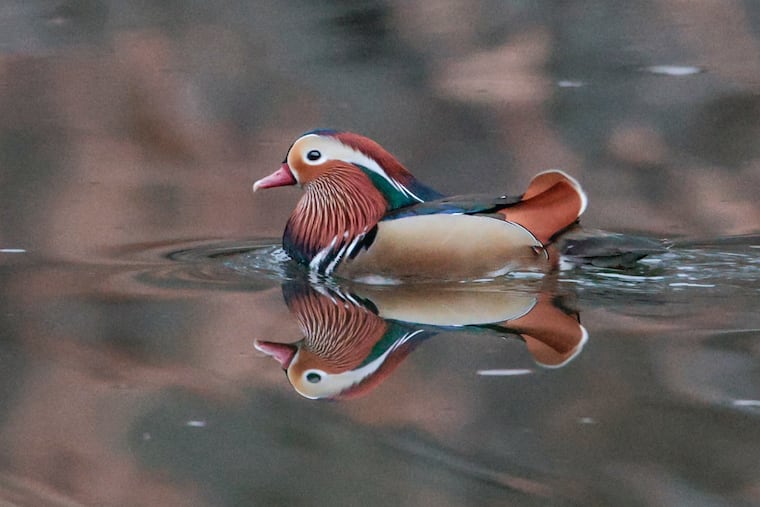A Mandarin duck takes a swim in the Pennypack creek near Verree Road in December. The Pennypack Environmental Center said the bird has died.