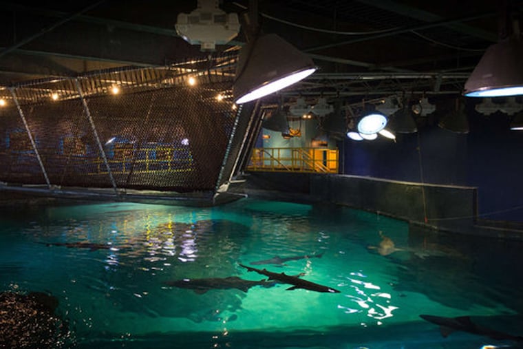 On Shark Bridge at Adventure Aquarium in Camden, visitors can walk the sturdy, V-shape, netlike rope bridge over Shark Realm, which features three breeds of shark and other sea creatures.