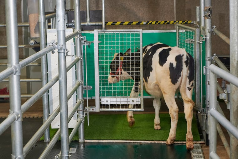 In this undated photo, a calf enters an astroturf-covered pen nicknamed "MooLoo” to urinate.