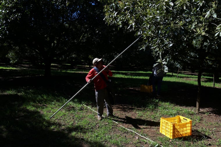 A farmhand harvests avocados at an orchard in Santa Ana Zirosto, Michoacan state, Mexico, on Wednesday, Nov. 27, 2024.