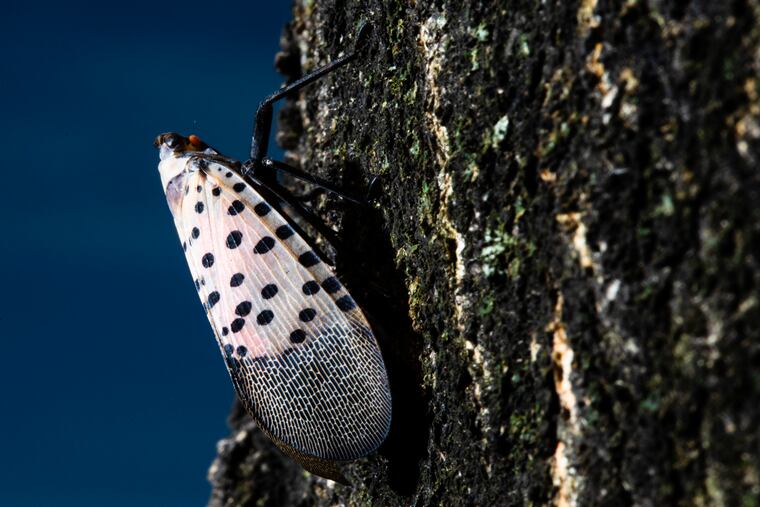 In this Thursday, Sept. 19, 2019, photo, a spotted lanternfly sits on a tree in Kutztown, Pa. The spotted lanternfly has emerged as a serious pest since the federal government confirmed its arrival in southeastern Pennsylvania. (AP Photo/Matt Rourke)