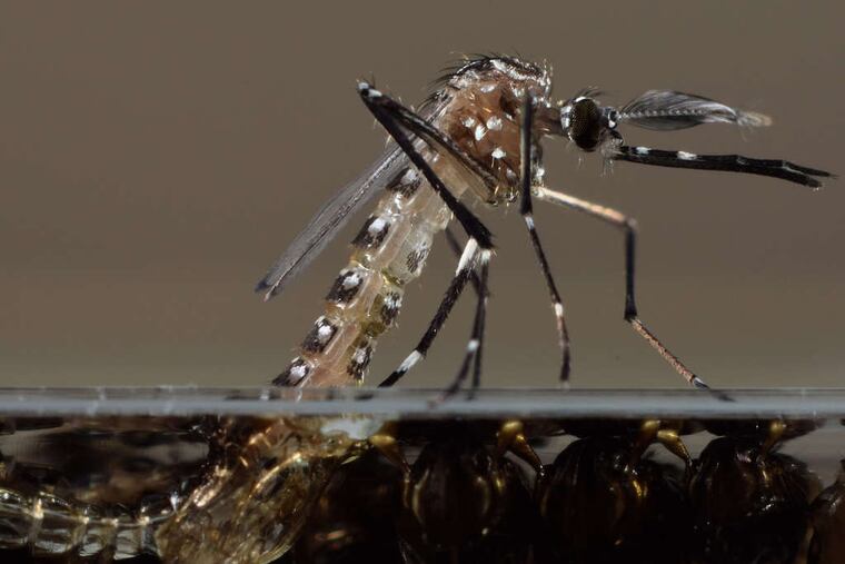 Genetically modified mosquitoes may be used to cure disease. DERRIC NIMMO / ASSOCIATED PRESS