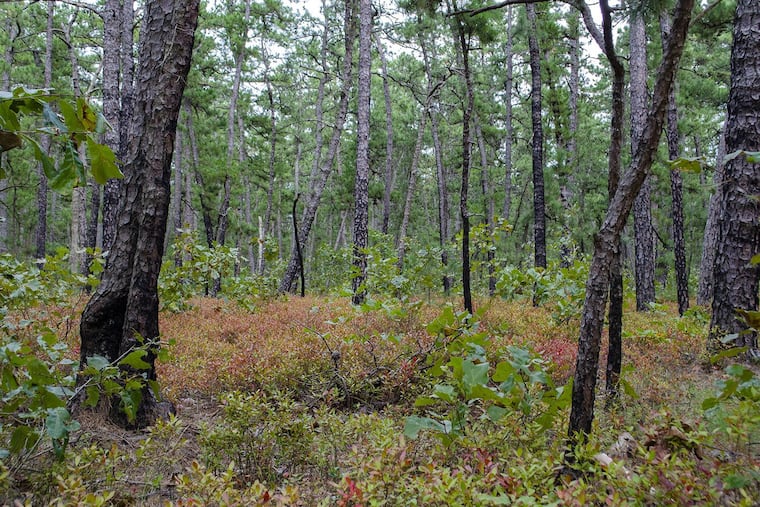 Red brush blankets forest in the Pinelands. The Lenni-Lenape people used prescribed burns to clear brush and debris to limit future fire damage for centuries. Now the New Jersey Department of Environmental Protection is tasked with keeping the fires under control using prescribed burns and other methods.