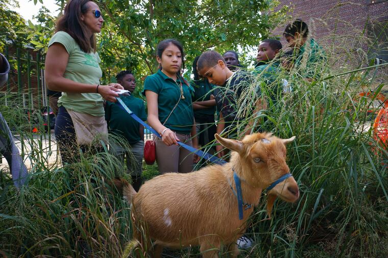 Amy Williams, left, with the Philly Goat Project, and student Marlen Flores, back center, interact with a goat named Anthony, as the Philly Goat Project visits Nebinger Elementary to teach students about goats and their role in maintaining native plant species.
