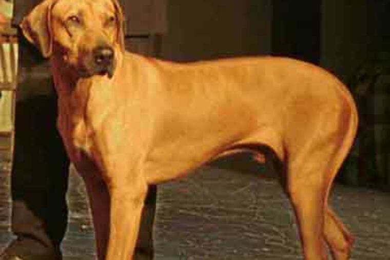 Robert Taffet (not seen), holds Pluto, one of his other Rhodesian Ridgebacks, in a 2002 community play in Haddonfield about the Holocaust.